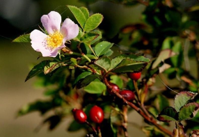 Rozenbottelbloem en fruit