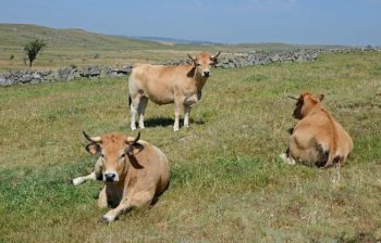 Génisses de race aubrac estivant sur le haut-plateau