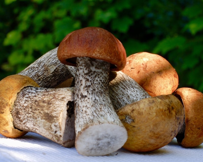 Jeunes c&egrave;pes