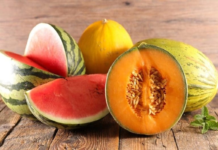 Melon Variétés de melons et tableau des caractéristiques de