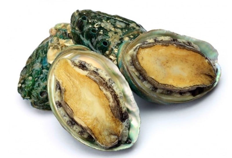 abalone