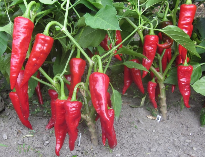 Piments chimayo
