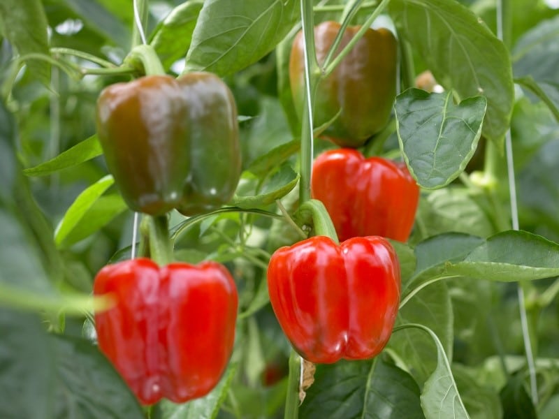 Poivrons nöra Poivrons nöra