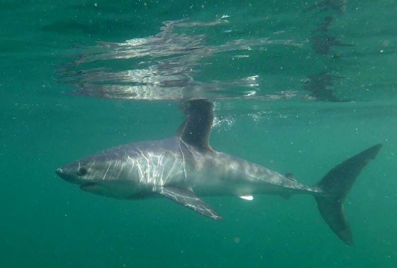 पोरबीगल शार्क