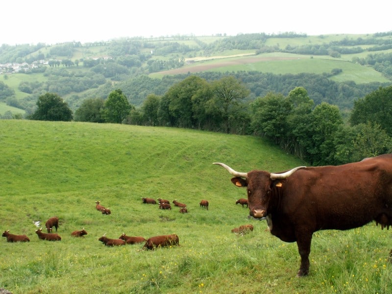 Troupeau au pâturage dans les monts du Cantal