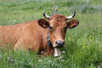 Vache de race tarine