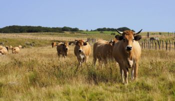 Vaches de race aubrac