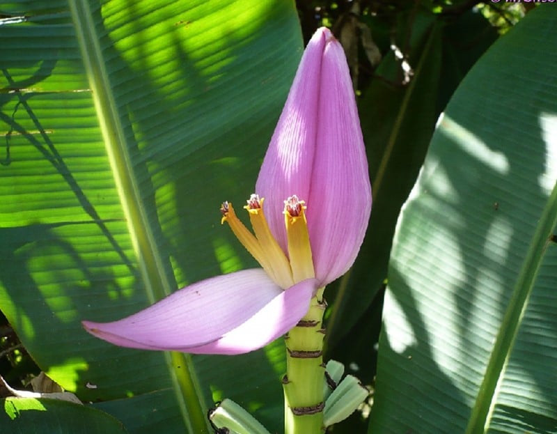bananen bloem