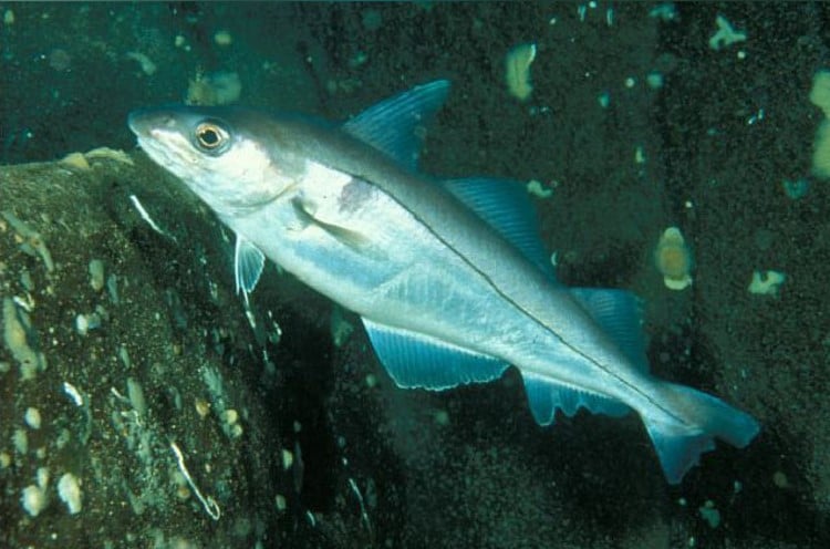 ハドック Melanogrammus aeglefinus