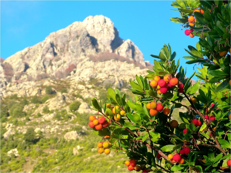 Arbousier corse Arbousier corse
