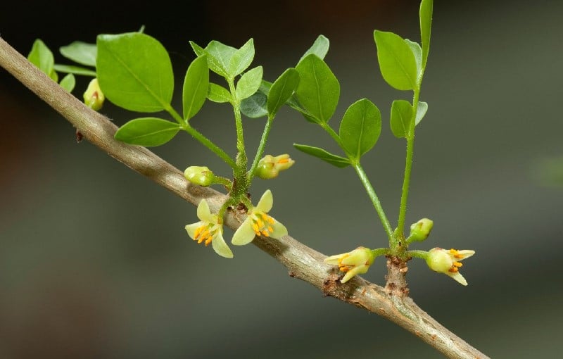 Myrrh shrub in bloom