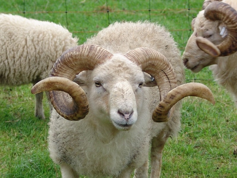 Bélier