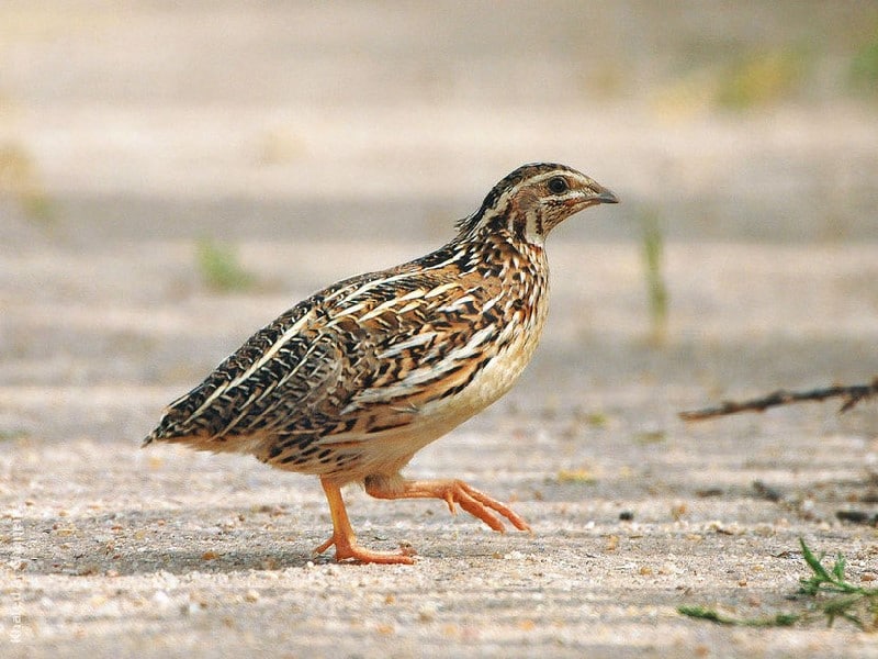 caille Les œufs de caille dans toute leur splendeur