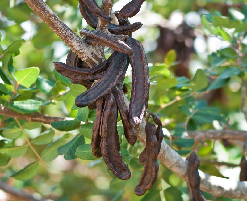 Carob tree