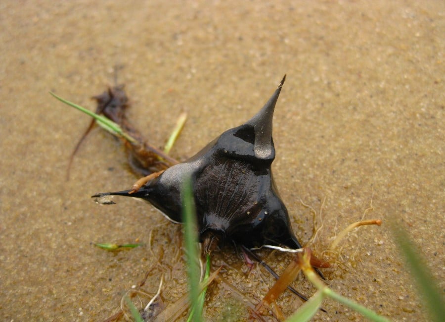 Castanha d'água