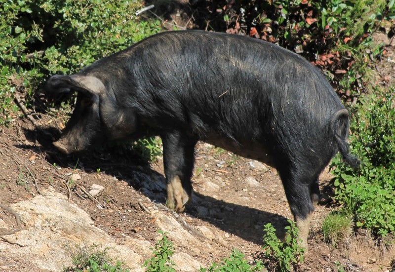 Cochon corse