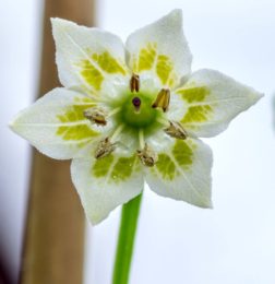 Fleur de piment aji limo