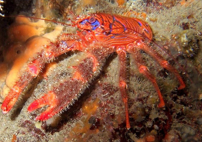 Galathée Galathea strigosa