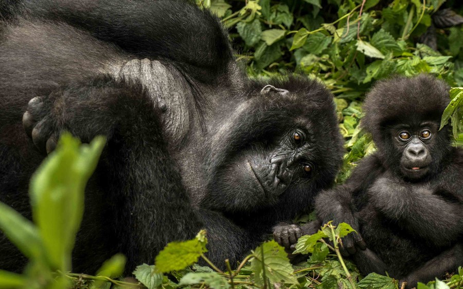 Gorilles du Volcanoes National Park au Rwanda