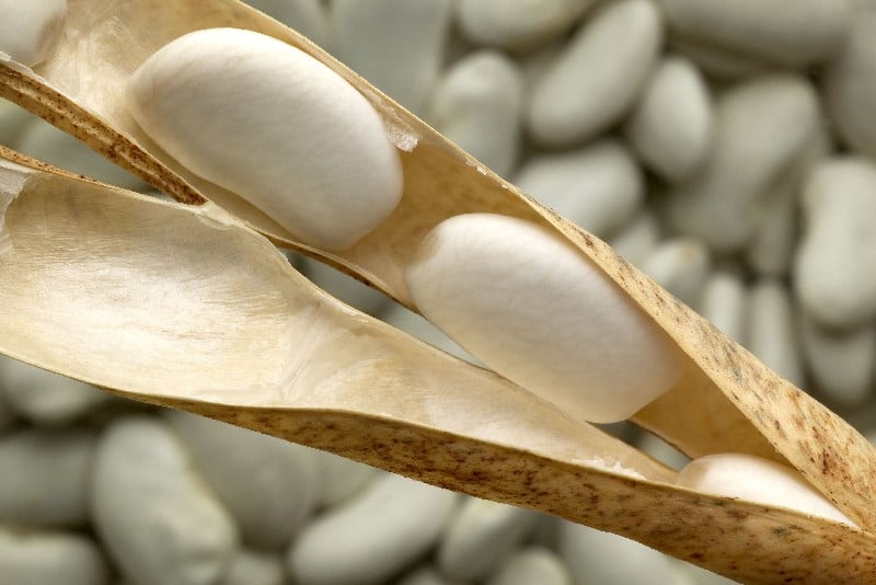 Witte bonen in peulen