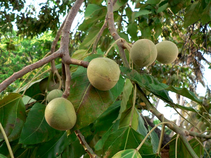 Bancoule nut Aleurites moluccana