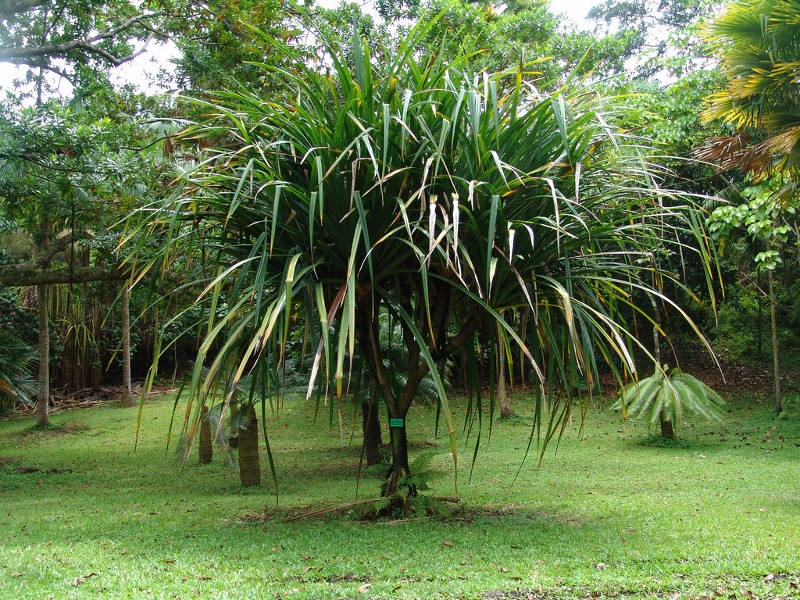 pandanus