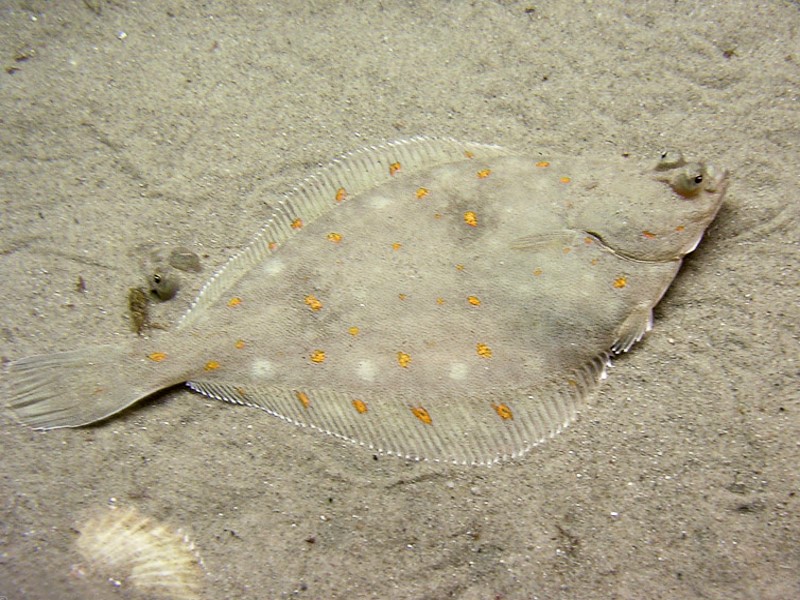 Plaice in its environment