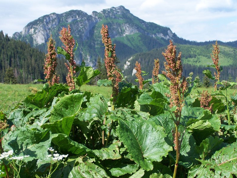 Rhubarbe des moines Rumex alpinus L
