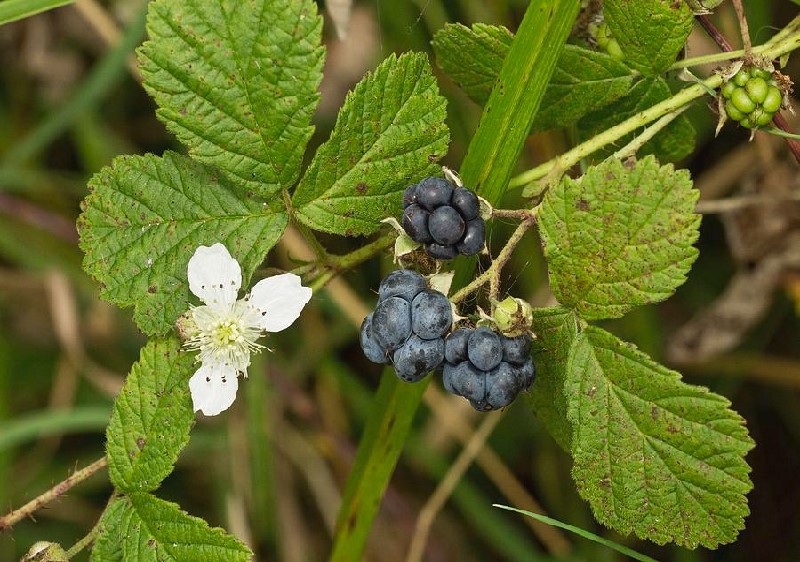 Blue Bramble Rubus caesius