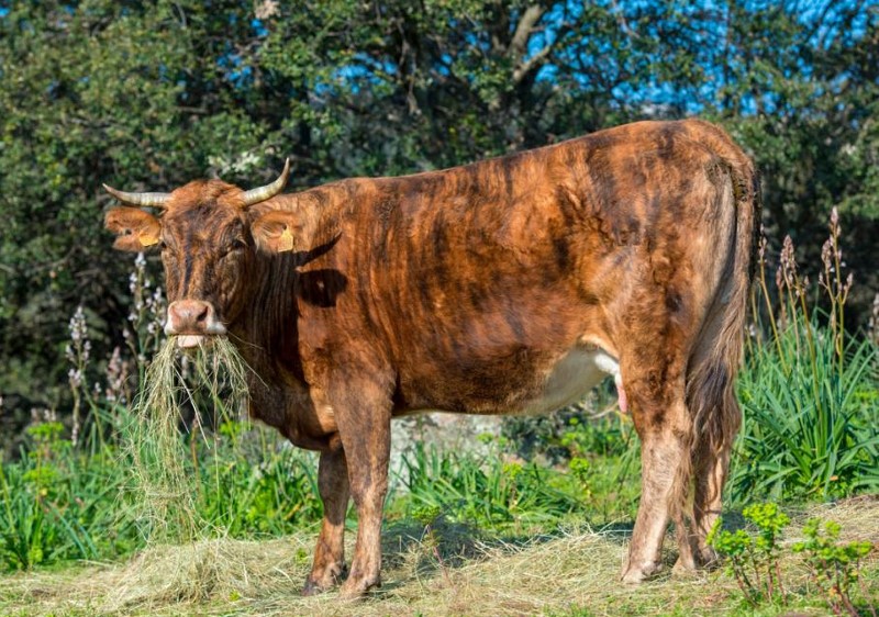 Tiger cow