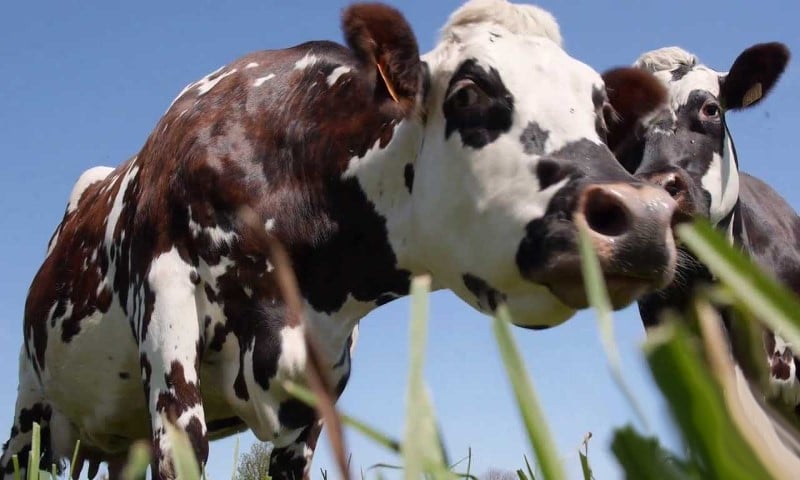 Vaches normandes Vaches normandes