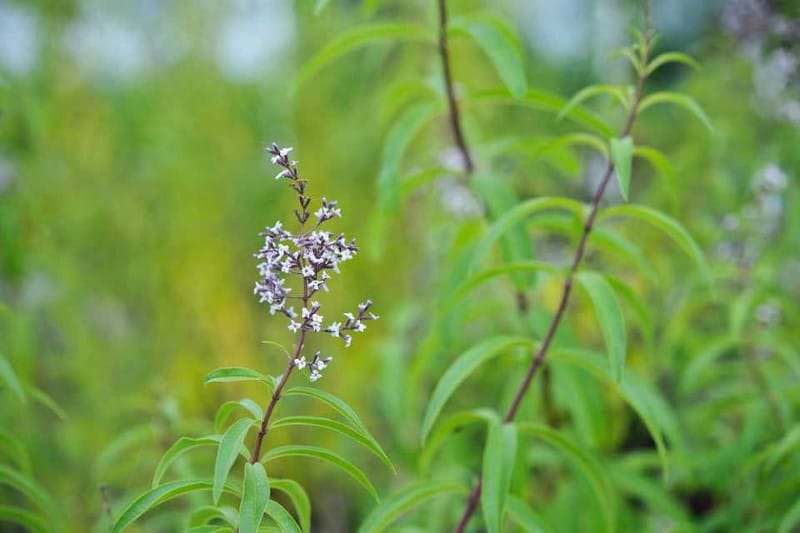 Verveine Aloysia citrodora