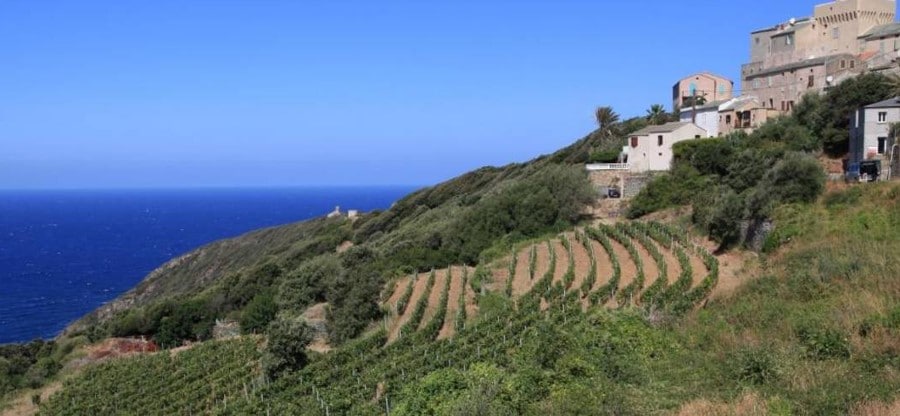 Korsikansk vingård