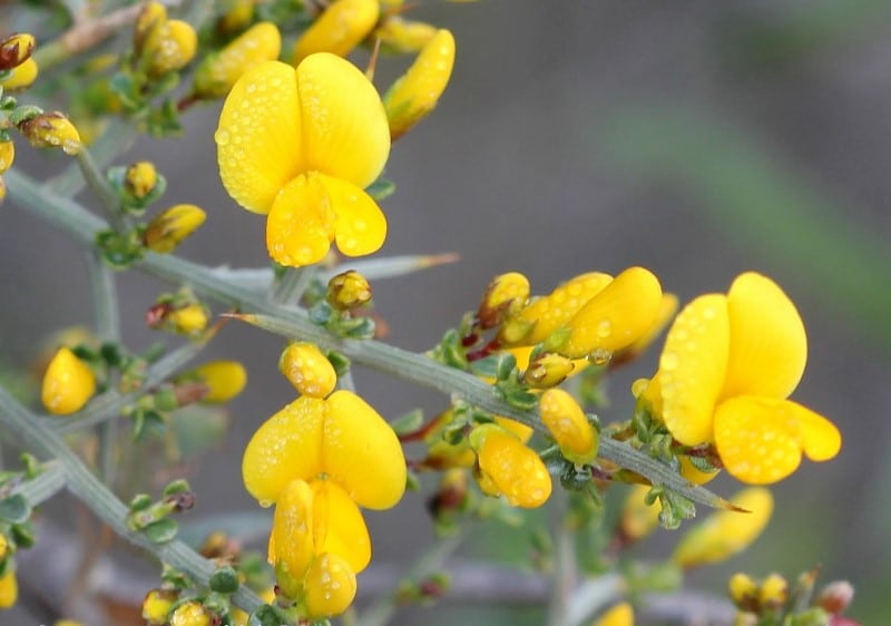 Ajonc argelas genista scorpius Ajonc argelas genista scorpius