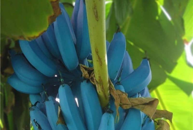 Blaue Java-Bananen