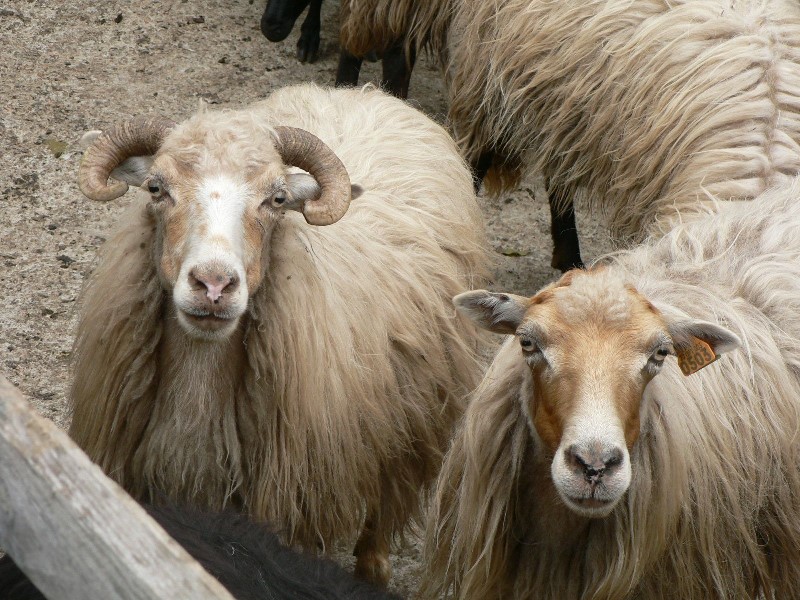 Corsicaanse schapen