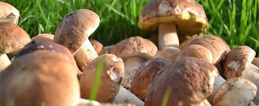 Porcini mushrooms