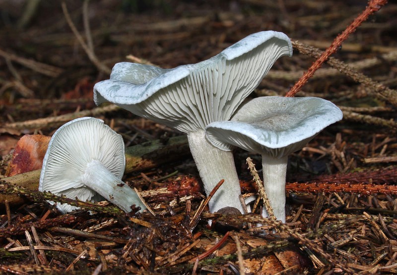 Clitocybe anisé Clitocybe anisé