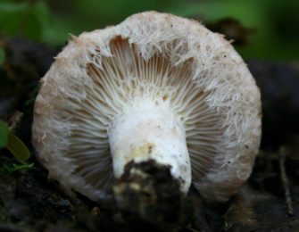 Lactaire à toison