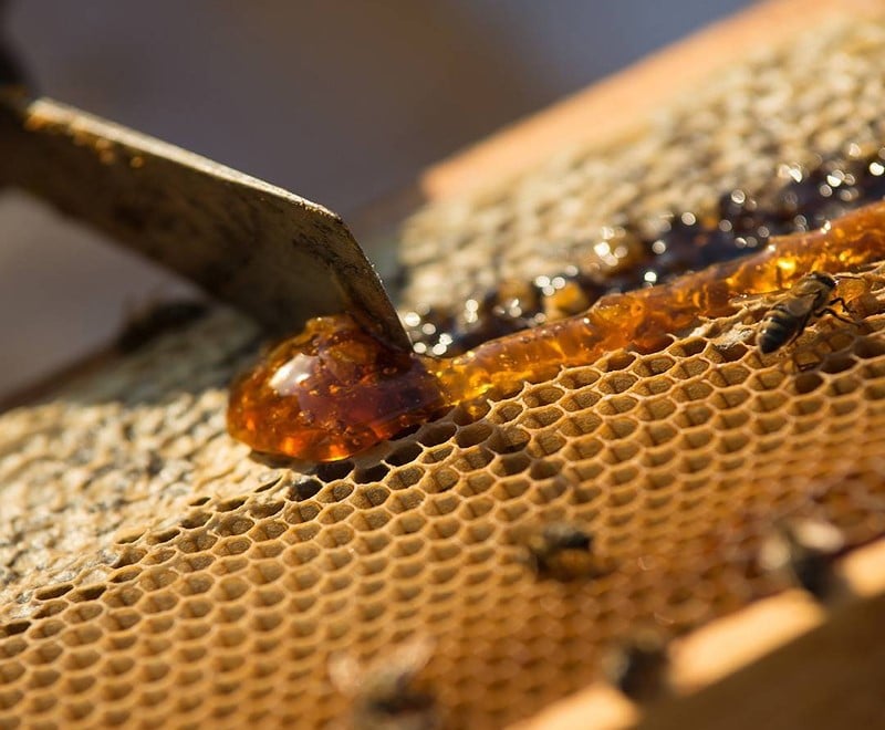 Corsican honey