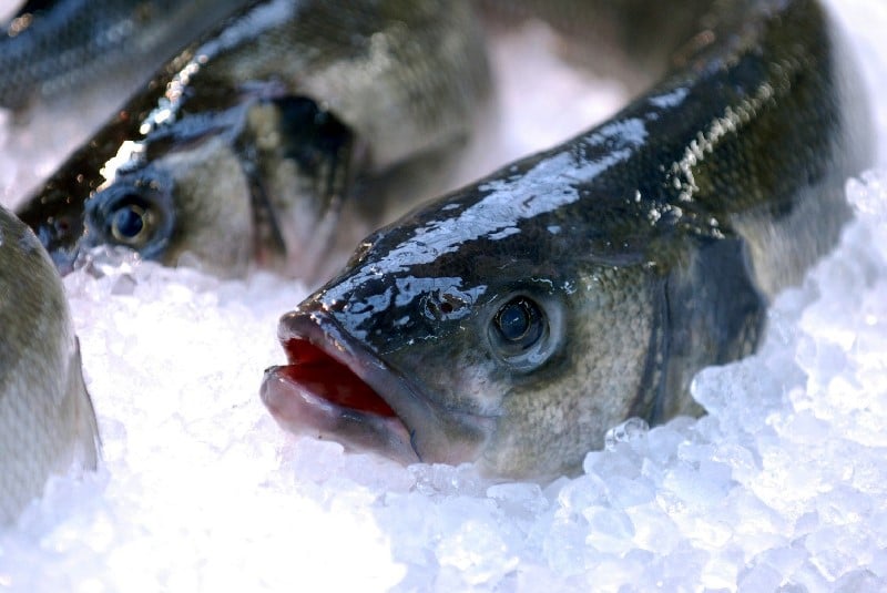 Poissons à l’étal