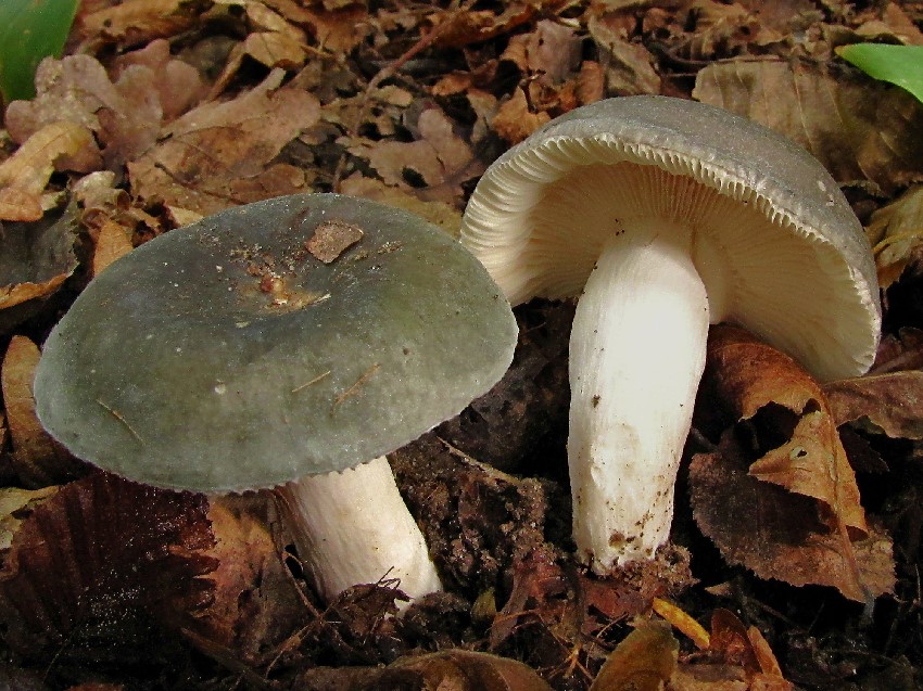 Russula