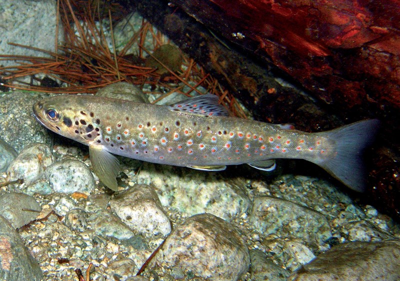 Truite corse macrostigma Truite corse macrostigma