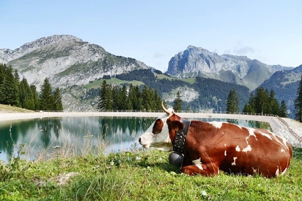 Vache Abondance