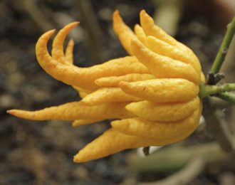 Main de Bouddha Citrus medica var. sarcodactylis