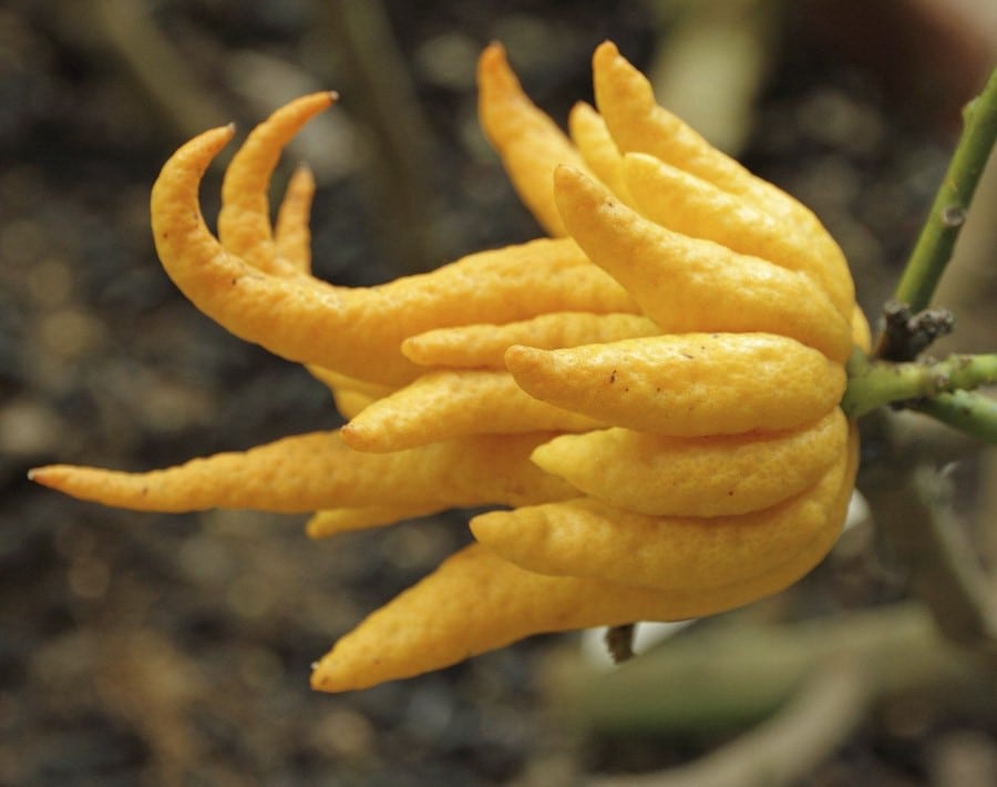 Hand von Buddha Citrus medica var. Sarkodaktylis