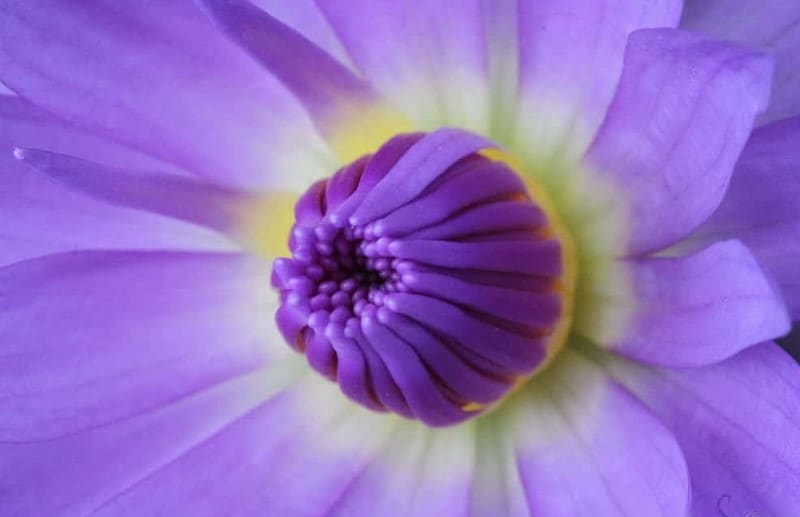Nénuphar de Tahiti Nénuphar de Tahiti