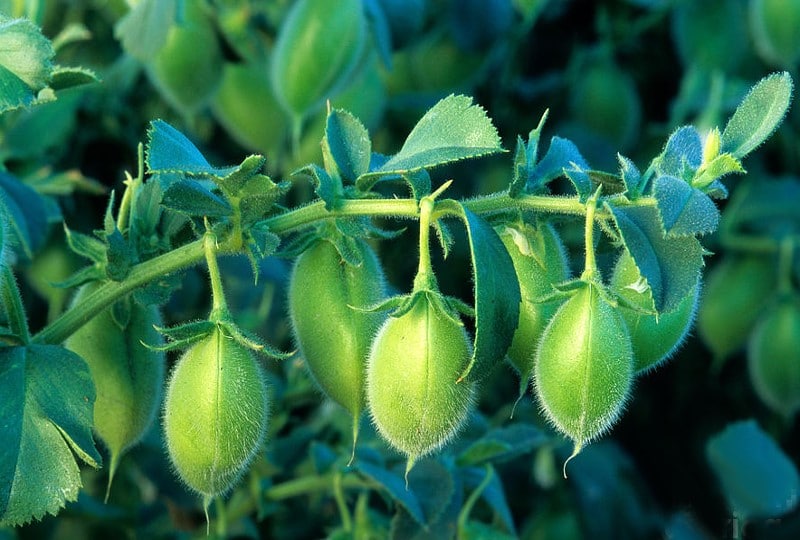 Planta de grão de bico Cicer arietinum