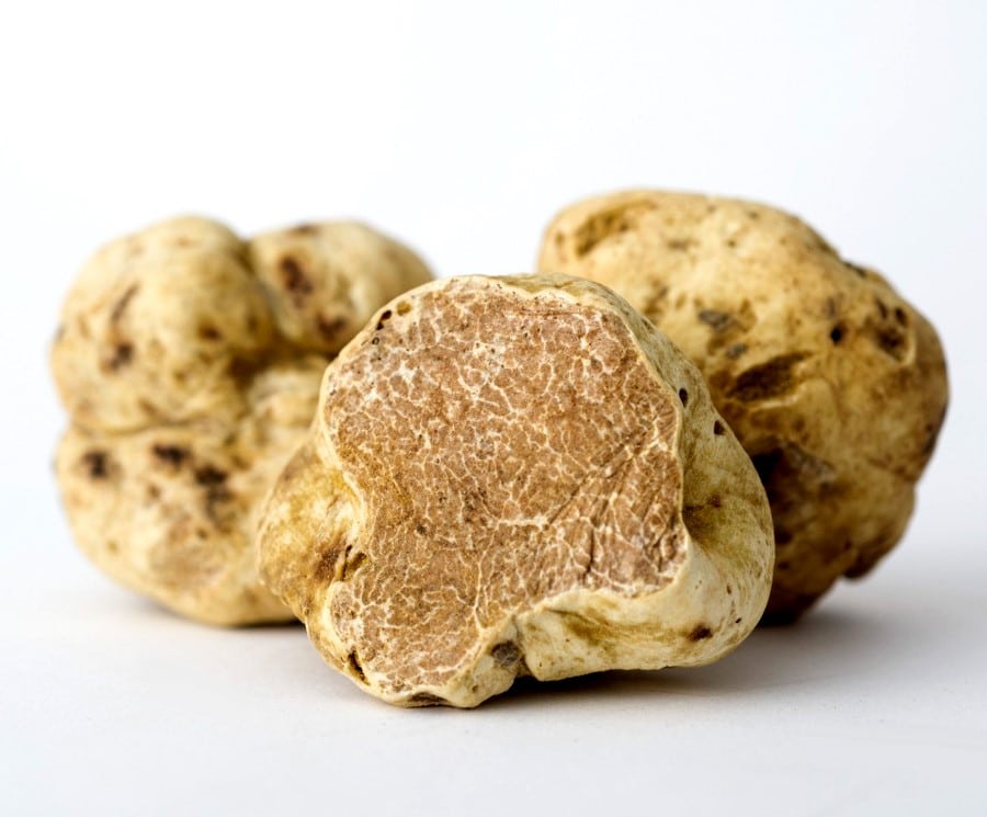 Alba puting truffle