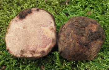 Truffe Terfezia arenaria